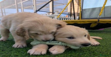 Golden Retriever dogs - Advert 14