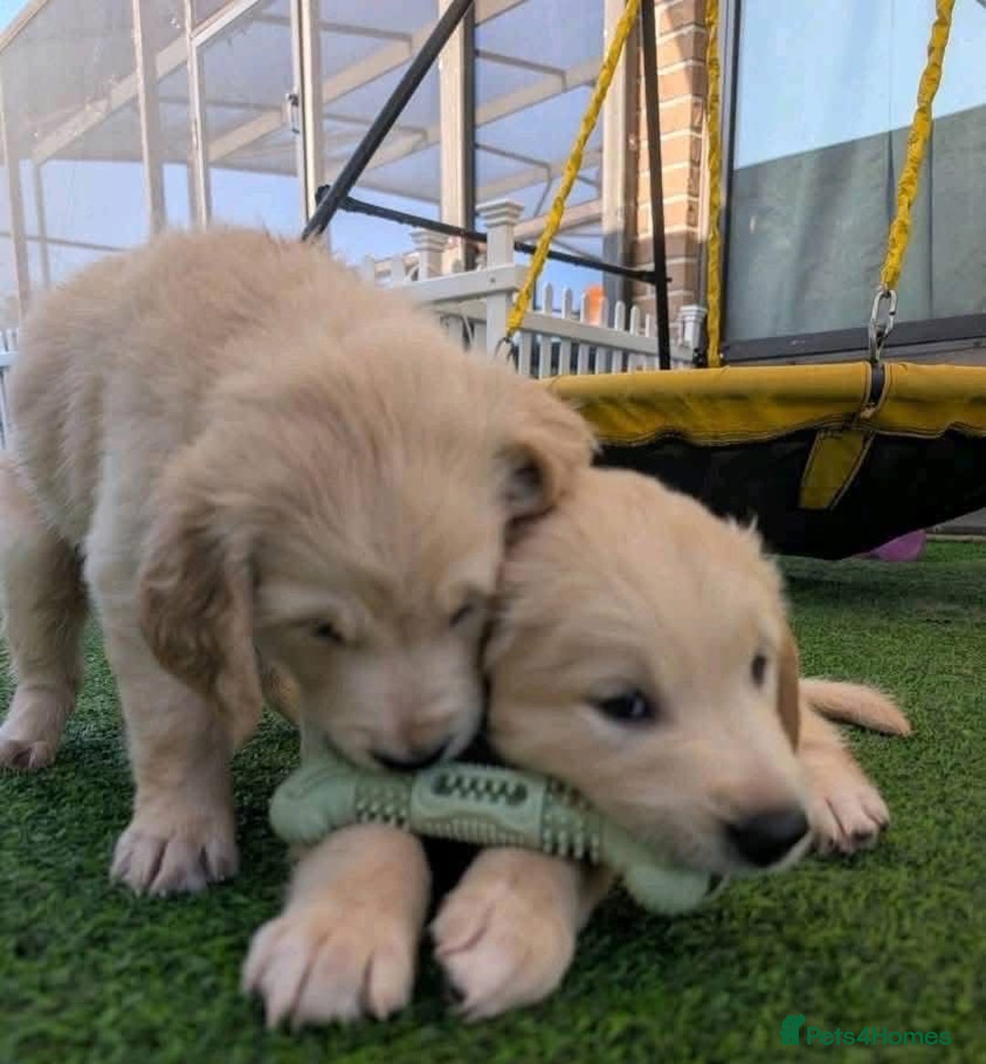 Golden Retriever dogs for sale: Golden Retriever puppies  - Image 2