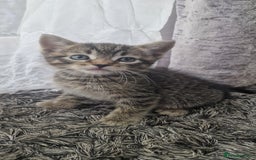 Mixed Breed cats for sale: 😻 Scottish Mix Cuties - Image 1