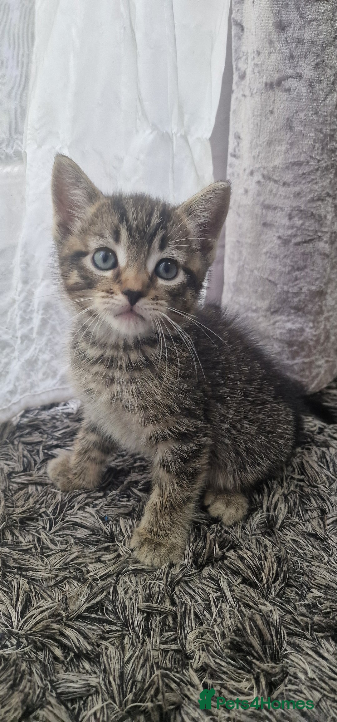 Mixed Breed cats for sale: 😻 Scottish Mix Cuties - Image 1