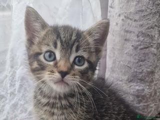 Mixed Breed cats for sale - Advert 1