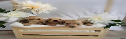 Miniature Dachshund dogs for sale: **One boy left**Cream miniature dachshunds - Advert 19
