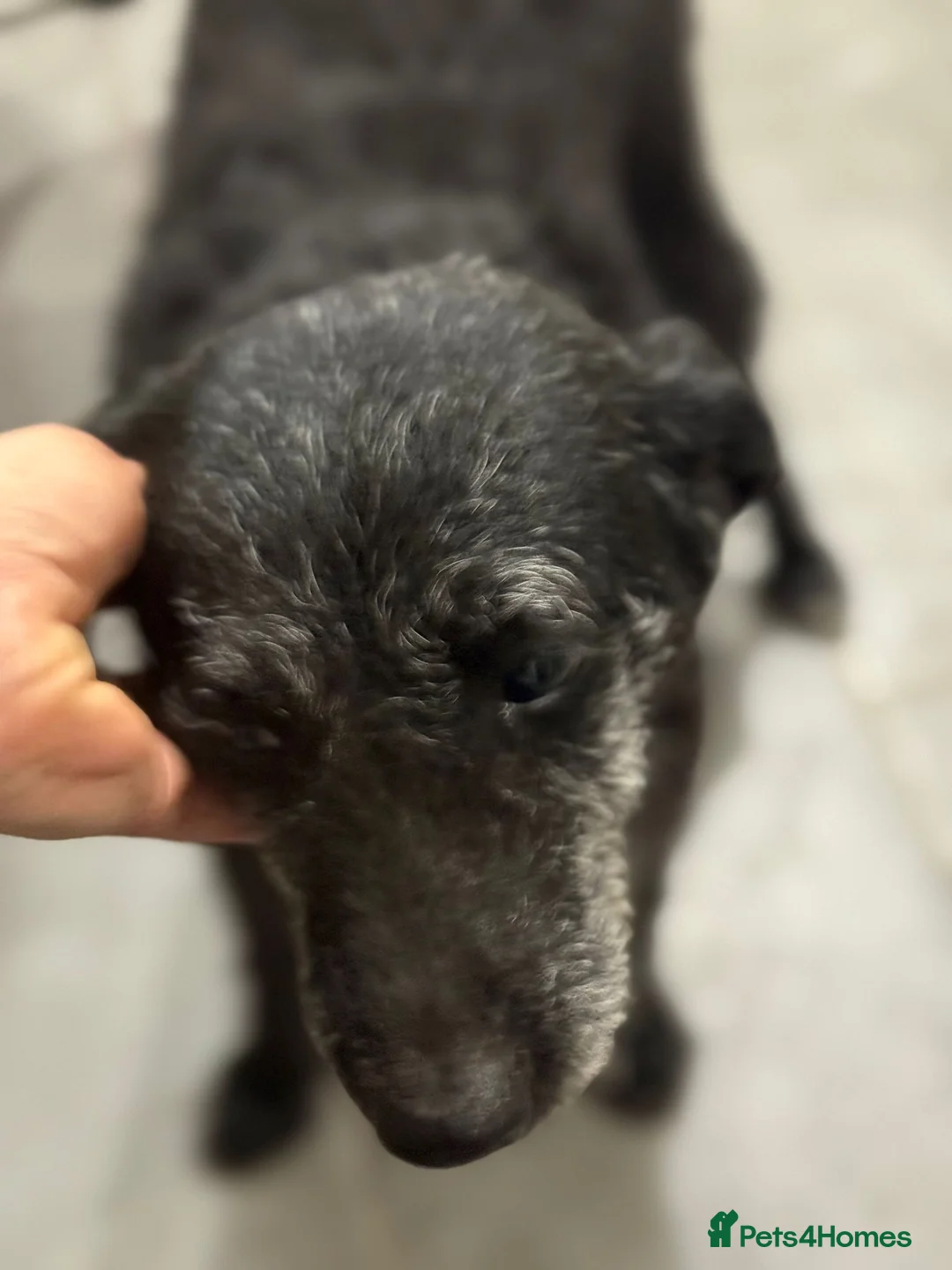 Mixed Breed dogs for adoption: Little Etelka looking for her home - Advert 14