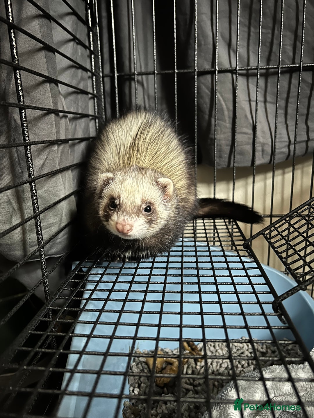 Ferret rodents for sale: Female 6moths Ferret - Advert 3