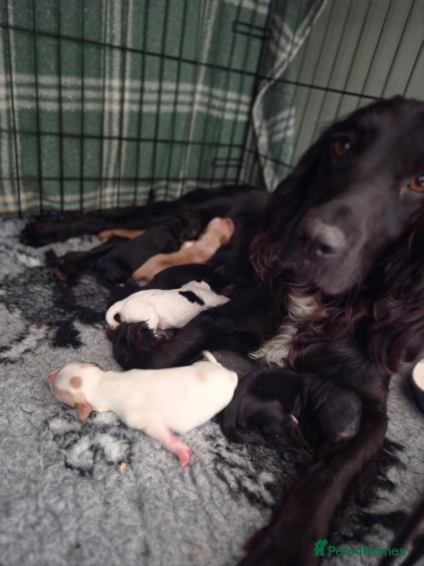 Sprocker dogs Sprocker Puppies - Advert 5
