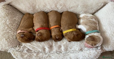 Cavalier King Charles Spaniel dogs - Advert 2