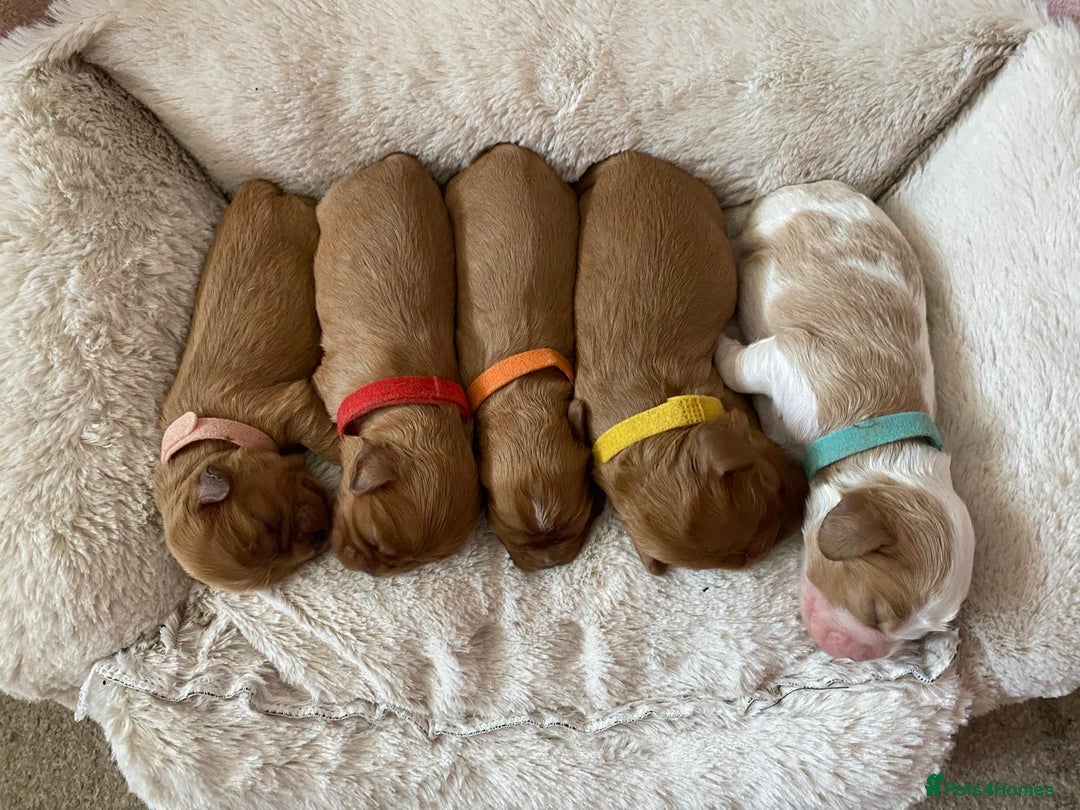 Cavalier King Charles Spaniel dogs for sale: KC health tested cavalier puppies - Image 6