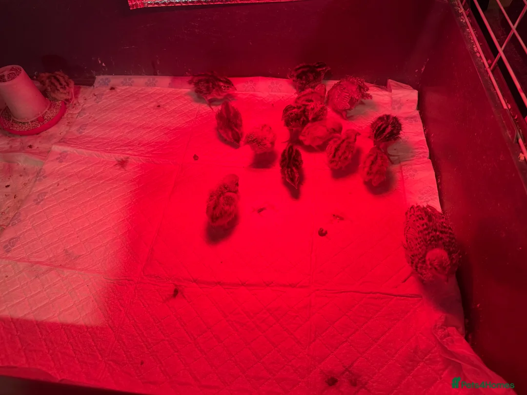 Quail poultry for sale: conturnix jumbo quail for sale - Advert 3