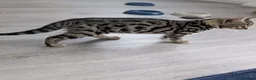 Bengal cats for sale: 4 Lovely bengals - ready to leave - Advert 8