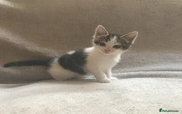 Mixed Breed cats for sale: Bring Home a Bundle of Joy Kittens Ready Oct. 2nd! - Image 13