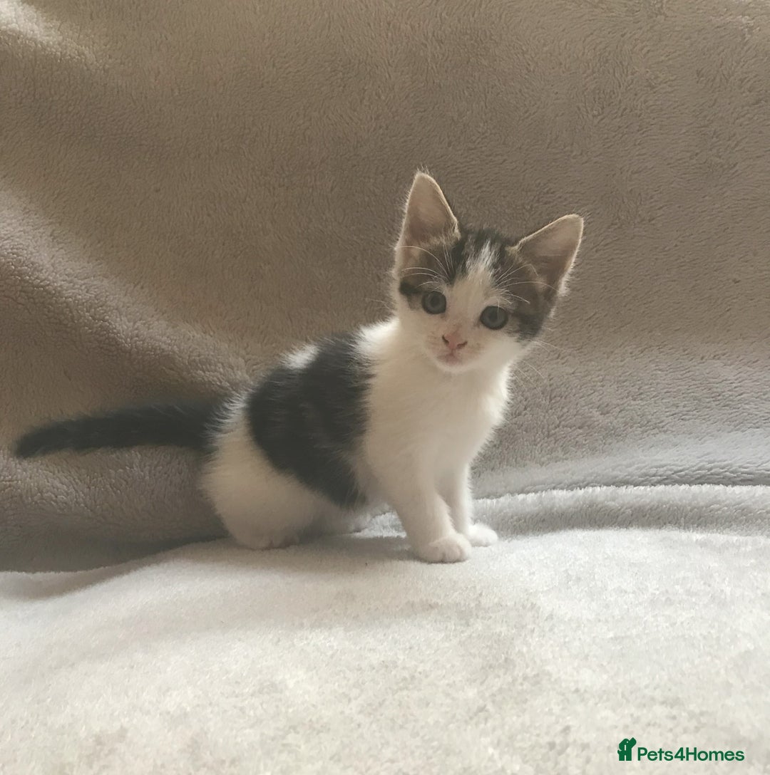 Mixed Breed cats for sale: Bring Home a Bundle of Joy Kittens Ready Oct. 2nd! - Image 13