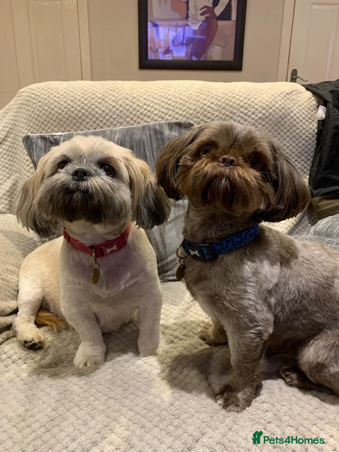 Shih Tzu dogs for sale: Shih tzu puppies  in Sutton-in-Ashfield - Advert 2