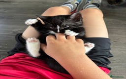 Scottish Fold cats for sale: Scottish fold cross - Image 3
