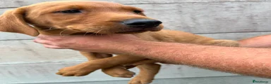 Labrador Retriever 3
