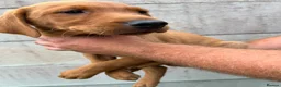 Labrador Retriever dogs for sale: Labrador  - Advert 8
