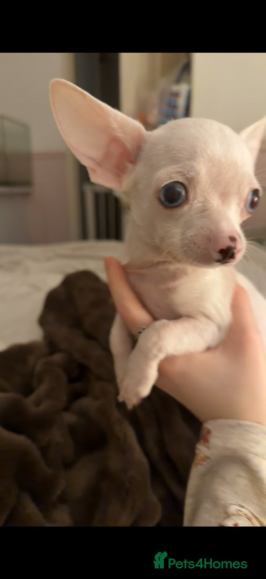 Chihuahua dogs URGENT REHOMING MALE CHIHUAHUA PUP - Advert 1