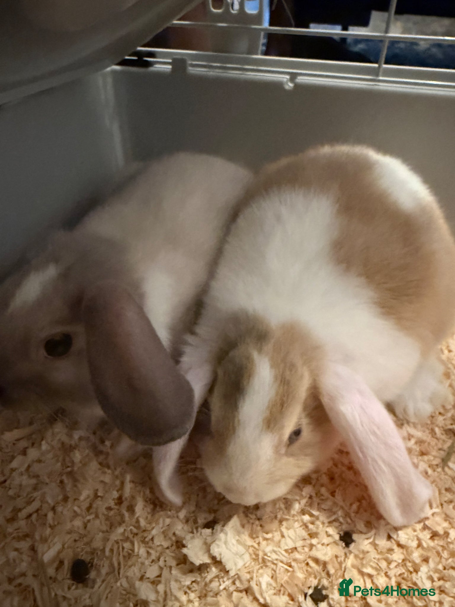 Mixed Breed rabbits 2 x male bunny rabbits along with cage  - Advert 4