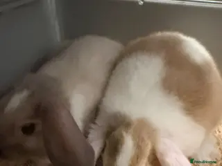 Mixed Breed rabbits 2 x male bunny rabbits along with cage - Advert 4