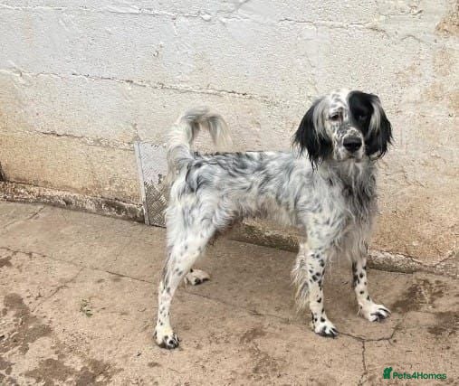 English Setter dogs Roy   - Advert 2