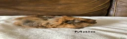 Guinea Pig rodents for sale: Gorgeous Guinea Pigs - Advert 11