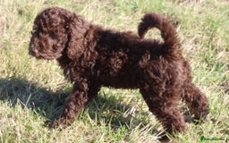 Australian Labradoodle dogs for sale: 🧡💚💙Last girl available, fully health test💙💚🧡 - Image 12