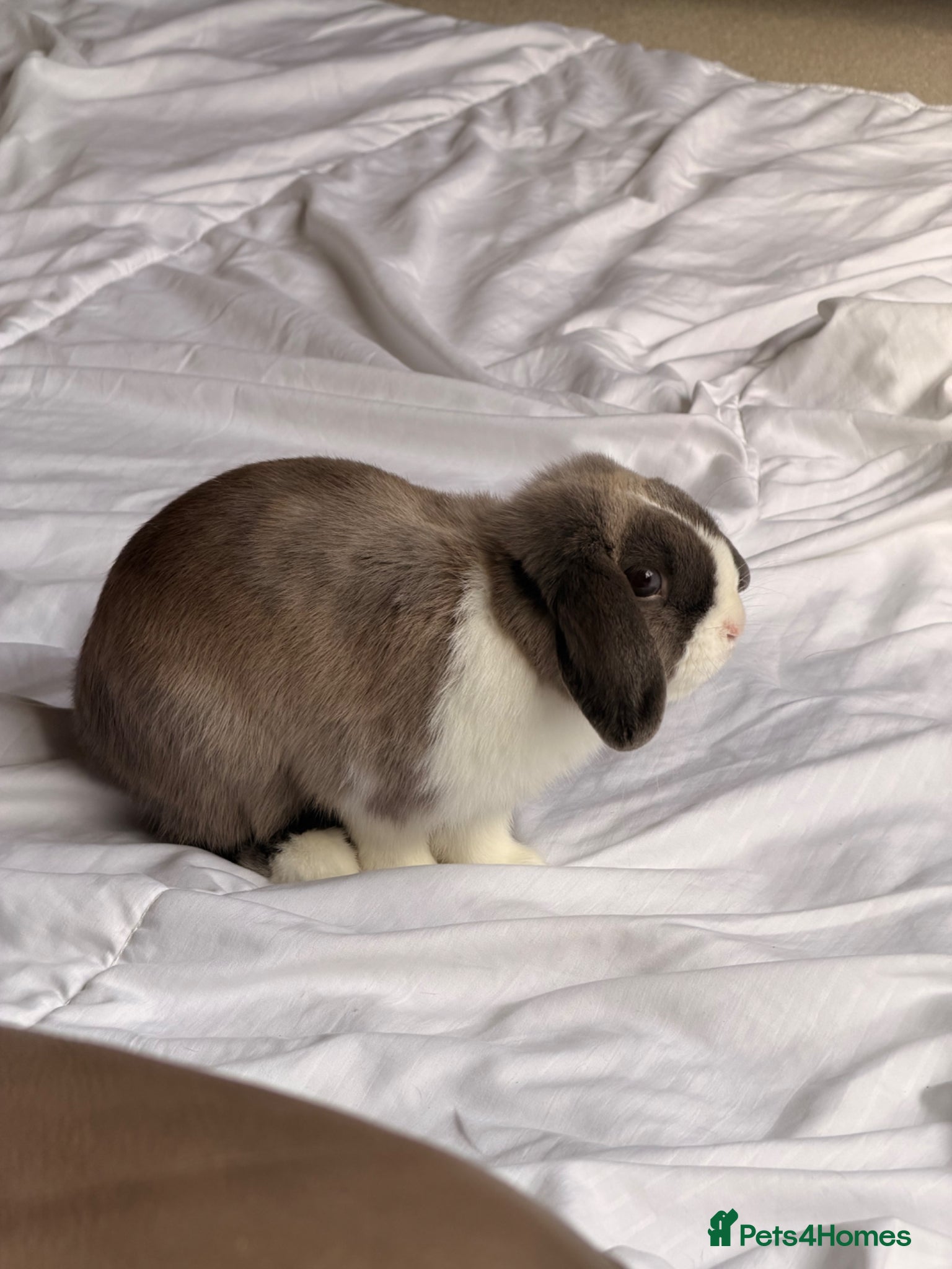 Mini Lop rabbits Mini lop Boy looking for forever home 💙 - Advert 1