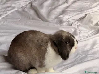 Mini Lop rabbits Mini lop Boy looking for forever home 💙 - Advert 1