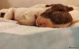 English Springer Spaniel dogs for sale: 🌟 Beautiful Springer Spaniel Litter - Image 37