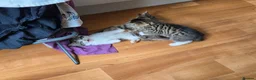 Mixed Breed cats for sale: 2 bundles of fun and furryness in Andover - Advert 4