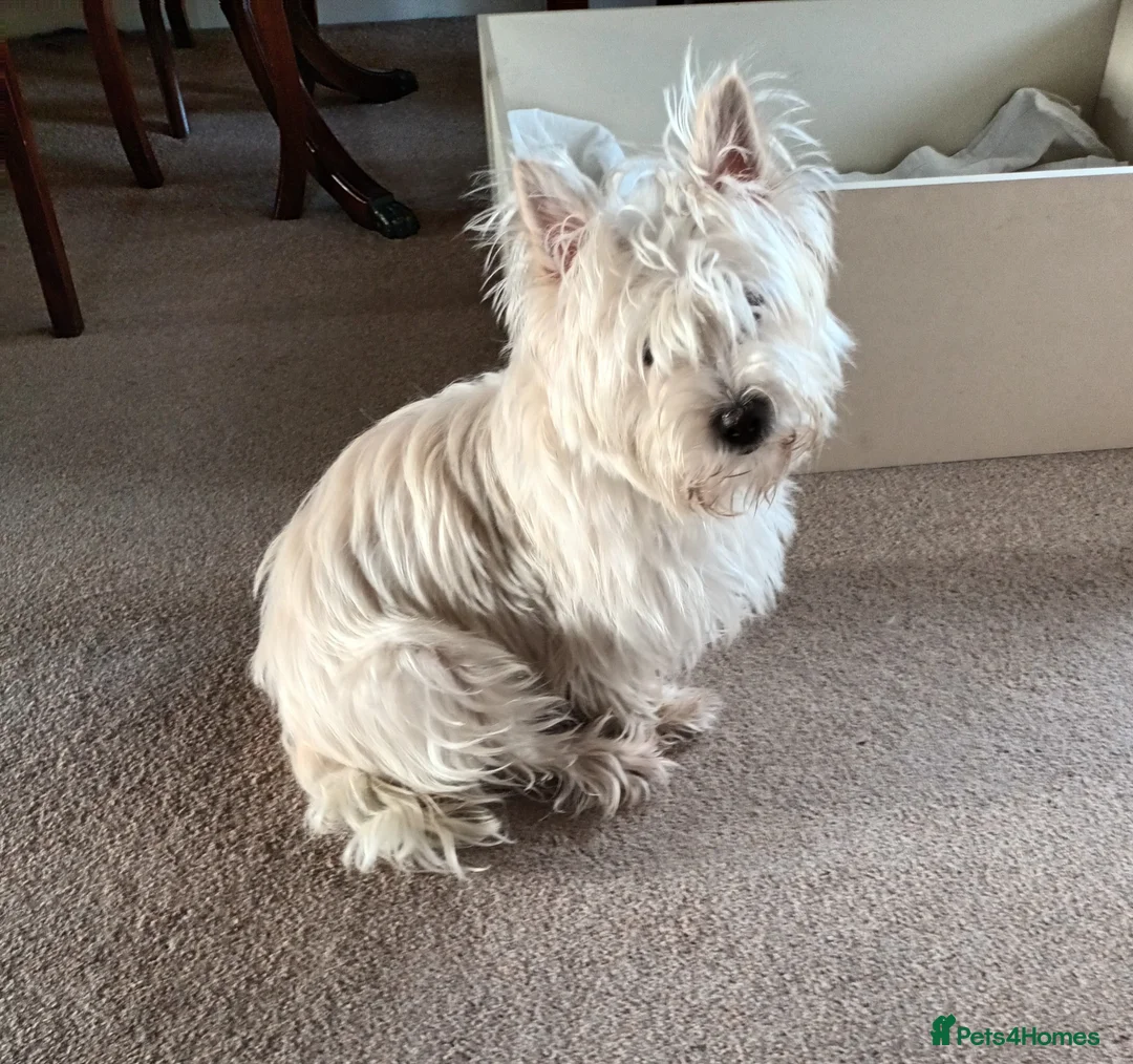 Cairn Terrier dogs for sale: 5 Adorable Cairn Terrier Pups - Advert 2