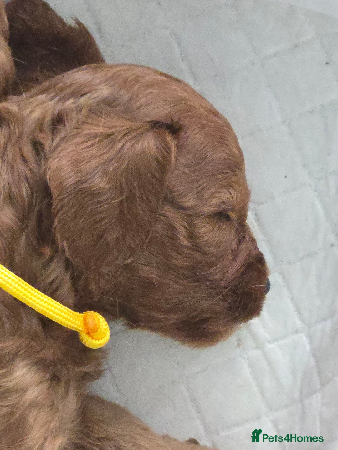 Cavapoo dogs for sale: cavapoo puppies - Image 7