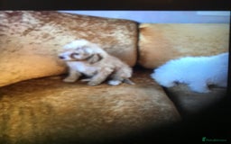 Cavapoo dogs for sale: Cavapoo puppy’s  - Image 6