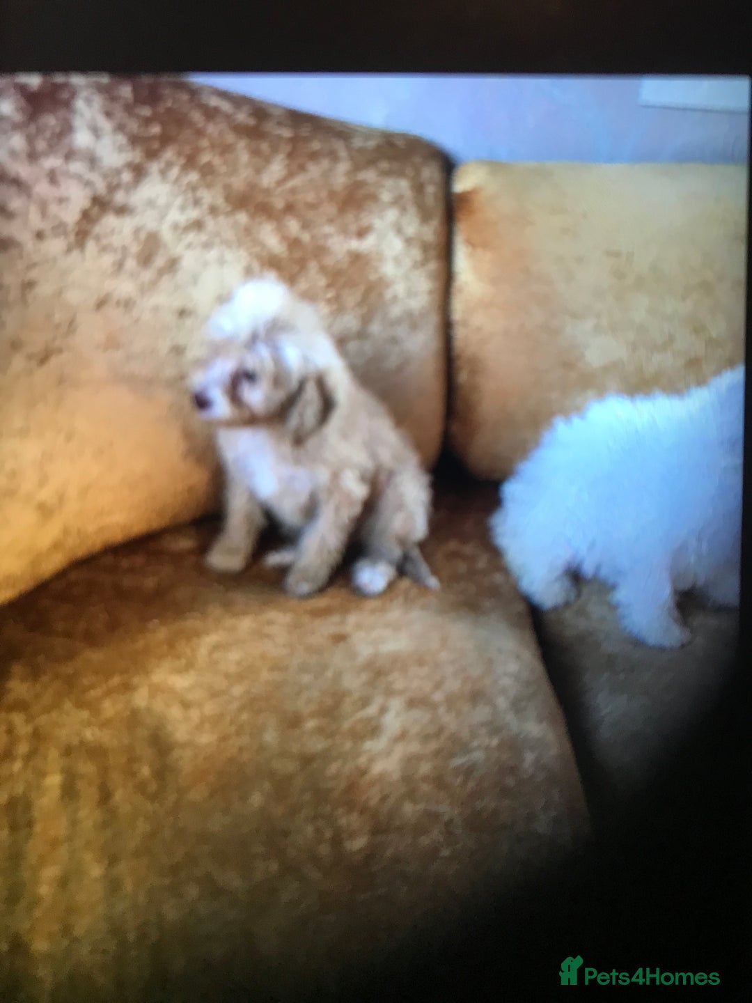 Cavapoo dogs for sale: Cavapoo puppy’s  - Image 6