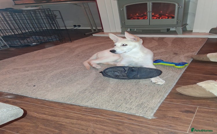 German Shepherd dogs - Advert 3