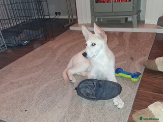 German Shepherd dogs - Advert 2