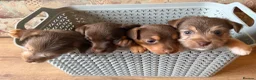 Jack Russell dogs for sale: Jack Russell Puppies - Advert 5