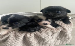 Mixed Breed dogs for sale: Jack-A-terrain puppies - Image 10