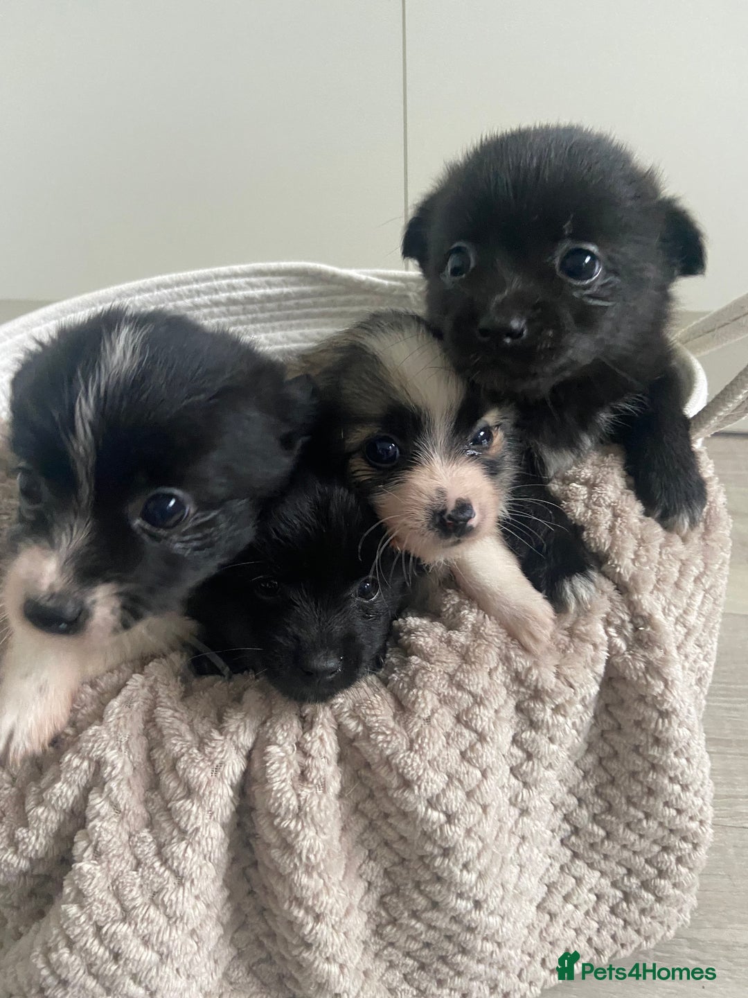 Mixed Breed dogs for sale: Jack-A-terrain puppies - Image 10