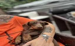 Dachshund dogs for sale: true miniature dachshund puppies ready now  - Image 21