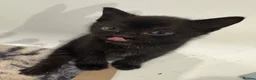 Mixed Breed cats for sale: Beautiful tabby & black kittens - Advert 4
