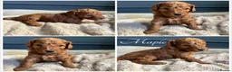 Australian Labradoodle dogs for sale: 🐾 READY TO GO ~ EXCEPTIONAL AUSTRALIAN DOODLES🐾 - Advert 21