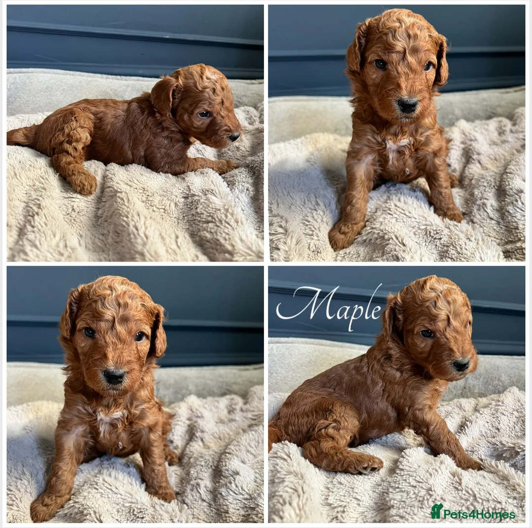 Australian Labradoodle dogs for sale: 🐾 READY TO GO ~ EXCEPTIONAL AUSTRALIAN DOODLES🐾 - Advert 21
