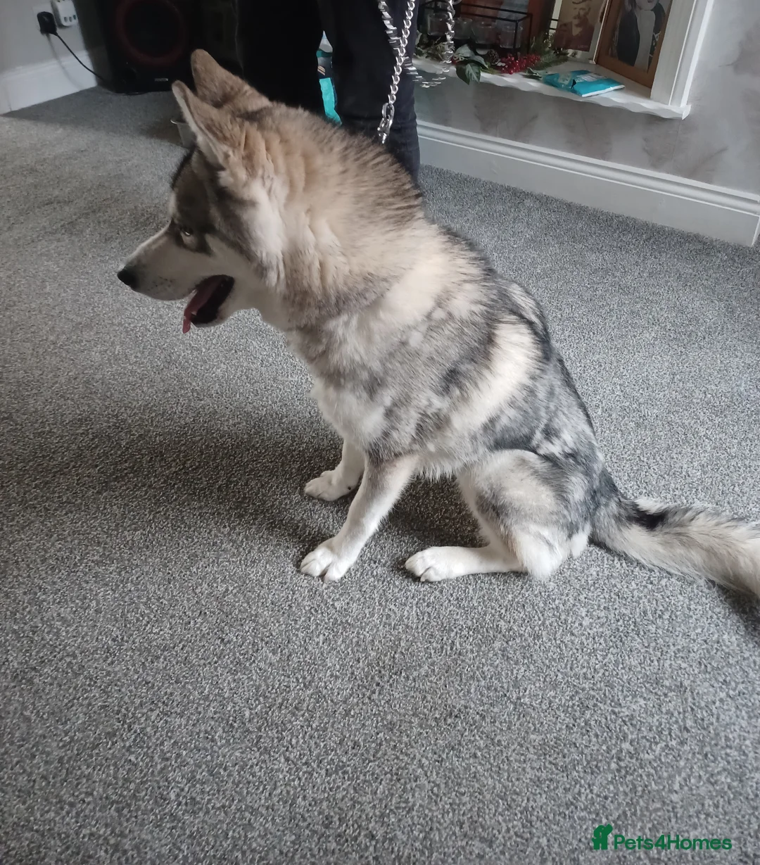 Siberian Husky dogs for sale: Siberian husky boy 🩵 - Advert 2