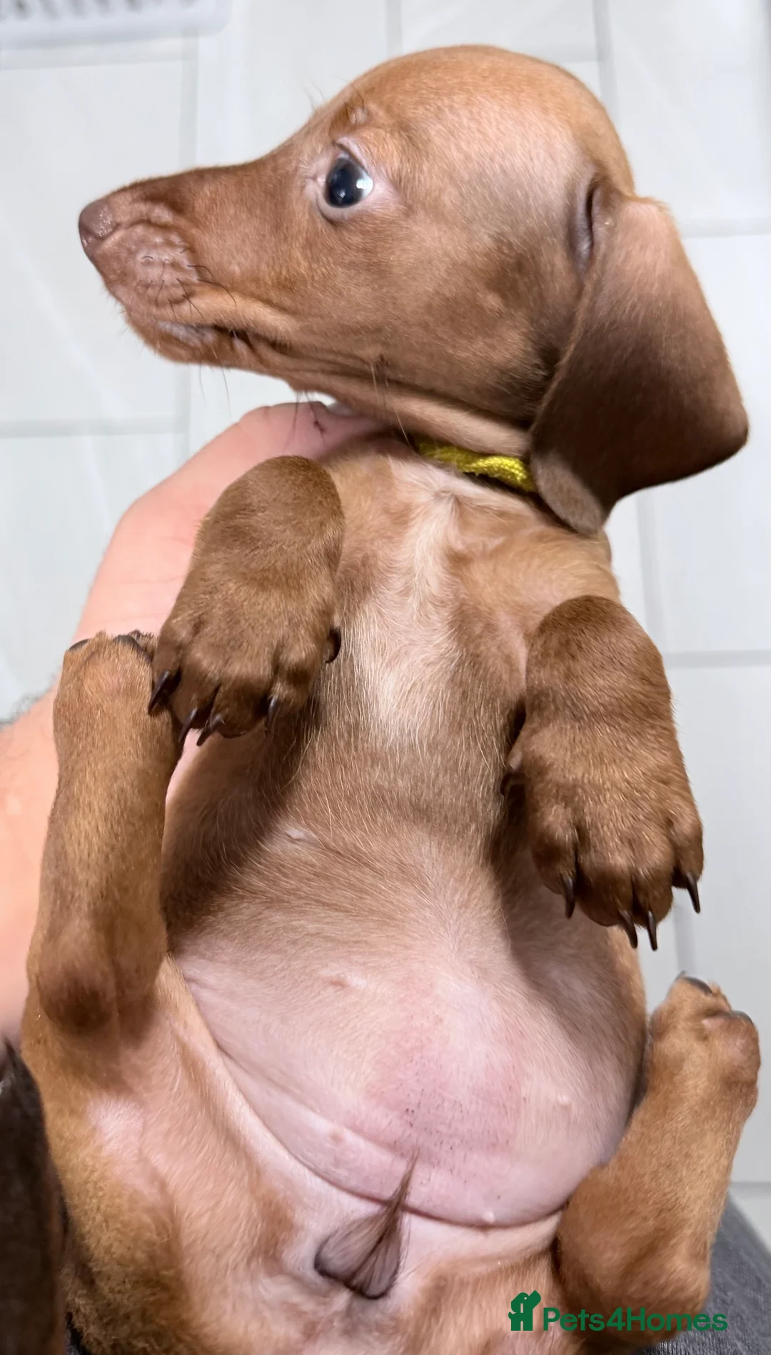Miniature Dachshund dogs for sale: Ready now Outstanding kc reg pra clear minis  - Advert 3