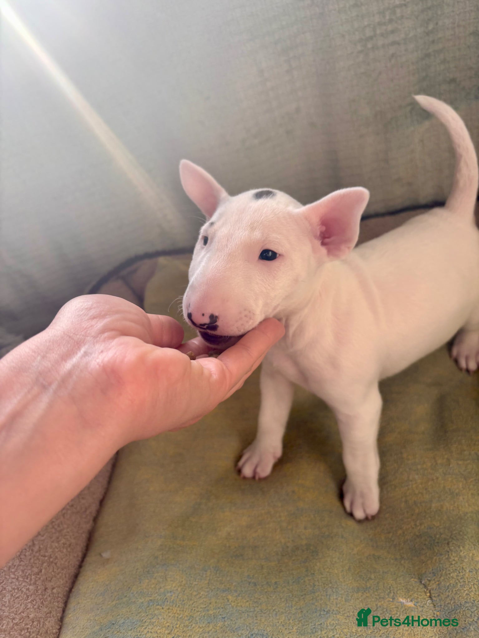 Miniature Bull terrier dogs for sale: 1 Male Miniature English bull terrier available  - Advert 3