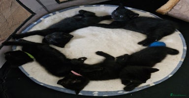 Mixed Breed cats - Advert 4