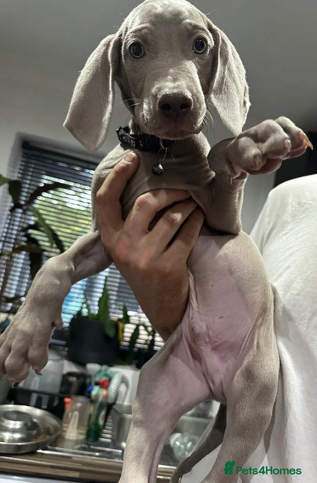 Weimaraner dogs for sale: Stunning 💙&🩶 KC Registered Weimaraner pups 🩷&💙 - Advert 2