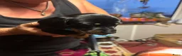 Dachshund dogs for sale: Dachshund Puppies  - Advert 4