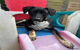 Mixed Breed dogs for adoption: Whiskey. Norwich Norfolk  - Image 4