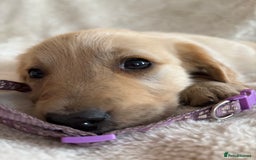 Golden Retriever dogs for sale: Golden retriever puppies ready to go  NOW 🐶🐾🦴  - Image 8